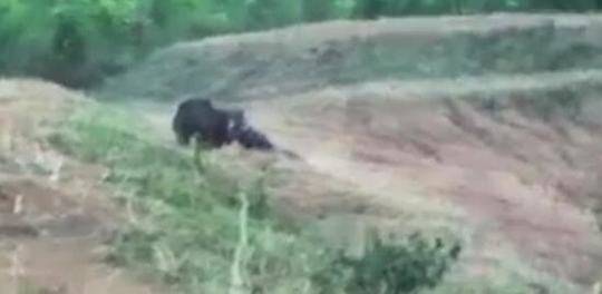 skixixwaswaskino热潮揭秘_香港邮政将以“港产”大熊猫等为主题发行特别邮票(图2)